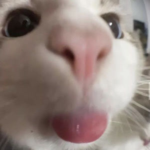 Meet your Posher, Joselyn